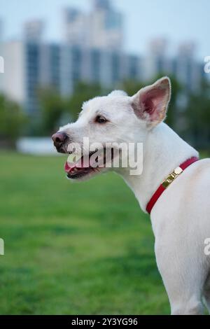 Portrait d'un chien blanc avec collier rouge dans le parc. Banque D'Images