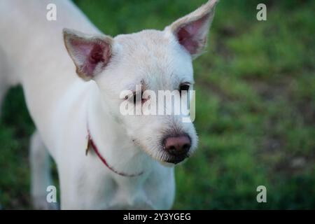 Portrait d'un chien blanc avec collier rouge dans le parc. Banque D'Images