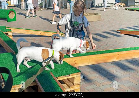 Happy Girl forme un chiot Jack Russell Terrier adulte pour une friandise sur un terrain d'entraînement par une journée ensoleillée. Agilité Banque D'Images