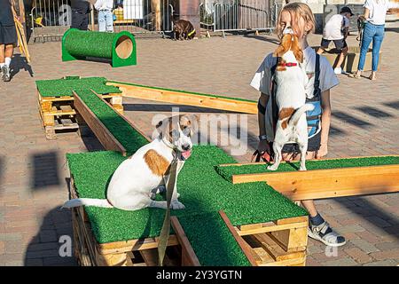 Happy Girl forme un chiot Jack Russell Terrier adulte pour une friandise sur un terrain d'entraînement par une journée ensoleillée. Agilité Banque D'Images