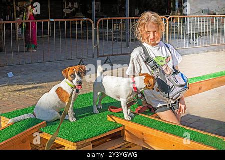 Happy Girl forme un chiot Jack Russell Terrier adulte pour une friandise sur un terrain d'entraînement par une journée ensoleillée. Agilité Banque D'Images