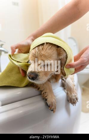 Une femme sèche son chien avec une serviette après l'avoir baigné dans la salle de bain. Épagneul cocker américain dans la salle de bain. Banque D'Images