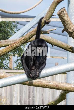 Singe araignée noire colombienne posant pour la caméra, parc animalier Woodside, Lincoln, Lincolnshire, Angleterre, ROYAUME-UNI Banque D'Images