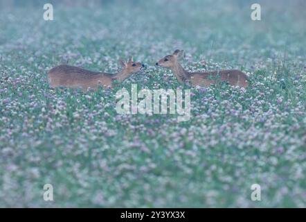 Couple de femelles de cerfs d'eau chinois (Hydropotes inermis) tôt le matin dans une culture de champ d'Echium, Norfolk Banque D'Images