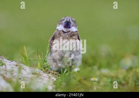 Chouette des terriers (Speotyto cunicularia), jeune oiseau dans les prairies qui bâillent près de la grotte de nidification, Pembroke Pines, Floride, États-Unis, Amérique du Nord Banque D'Images