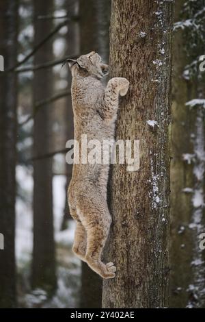 Lynx eurasien (Lynx lynx) grimpant à un arbre dans une forêt enneigée en hiver, Bavière, Allemagne, Europe Banque D'Images