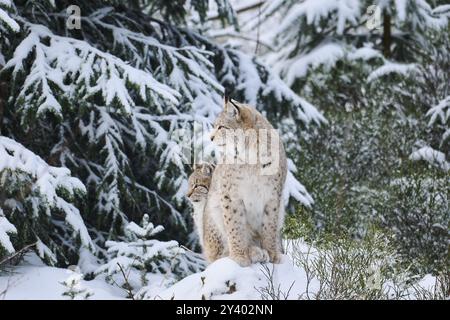 Lynx eurasien (Lynx lynx) assis dans une forêt enneigée en hiver, Bavière, Allemagne, Europe Banque D'Images