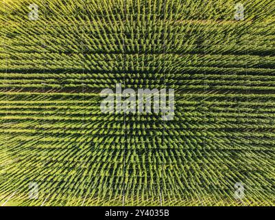 Vue à vol d'oiseau d'un champ vert symétrique avec des plantes à croissance dense, jardin de houblon, Hochdorf, Forêt Noire, Allemagne, Europe Banque D'Images