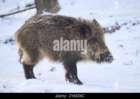 Sanglier (sus scrofa) dans une forêt en hiver, neige, Bavière, Allemagne, Europe Banque D'Images