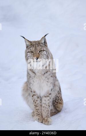 Lynx eurasien (Lynx lynx) assis dans la neige en hiver, Bavière, Allemagne, Europe Banque D'Images