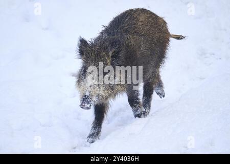 Sanglier (sus scrofa) dans une forêt en hiver, neige, Bavière, Allemagne, Europe Banque D'Images