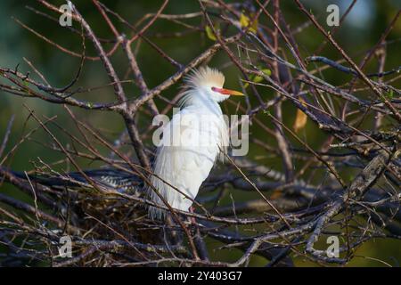 Aigrette de bétail (Bubulcus ibis), dans l'arbre, printemps, Wakodahatchee Wetlands, Delray Beach, Floride, États-Unis, Amérique du Nord Banque D'Images