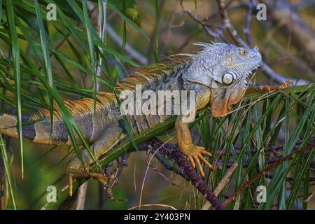 Iguane vert commun (Iguana iguana), Wakodahatchee Wetlands, Delray Beach, Floride, États-Unis, Amérique du Nord Banque D'Images