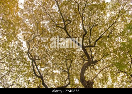 grands arbres feuillus imposants. arbres qui poussent en été pour une ombre fraîche sous le soleil. Banque D'Images