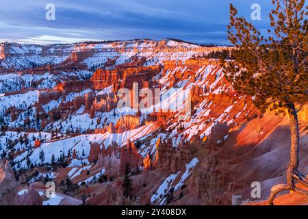 Amphithéâtre Snowy Bryce peu après le lever du soleil dans le parc national de Bryce Canyon, Utah Banque D'Images