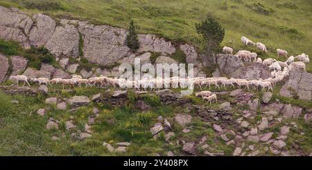 Comme chaque année fin juin, de grands troupeaux de moutons sont chassés des vallées françaises à la recherche des prairies hautes et fraîches de Astún (Espagne), Banque D'Images