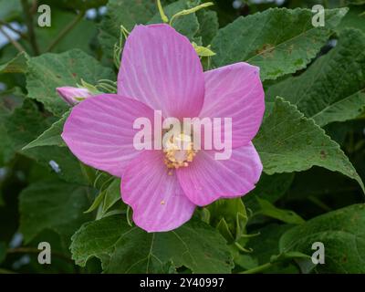 Une seule fleur d'hibiscus rose éclatante met en valeur ses détails complexes et ses pétales délicats sur fond de verdure luxuriante. Banque D'Images
