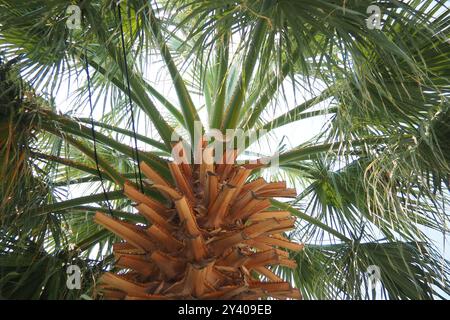 Les Arecaceae sont une famille de plantes vivaces à fleurs dans l'ordre des monocotylédones des Arecales. Washingtonia robusta, connu sous son nom commun comme fan mexicain Banque D'Images