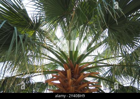 Les Arecaceae sont une famille de plantes vivaces à fleurs dans l'ordre des monocotylédones des Arecales. Washingtonia robusta, connu sous son nom commun comme fan mexicain Banque D'Images