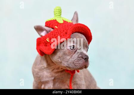 Mignon jeune lilas Brindle chiot bouledogue français avec chapeau de fraise tricoté Banque D'Images