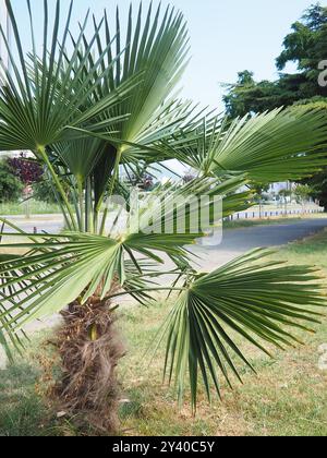 Les Arecaceae sont une famille de plantes vivaces à fleurs dans l'ordre des monocotylédones des Arecales. Washingtonia robusta, connu sous le nom commun washingtonia Banque D'Images