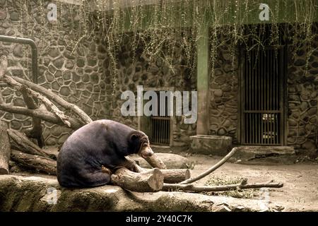 L'ours du soleil malaisien est vu assis dos à la caméra. L'ours solaire est la plus petite espèce d'ours au monde trouvée en Indonésie. Cet ours spe Banque D'Images