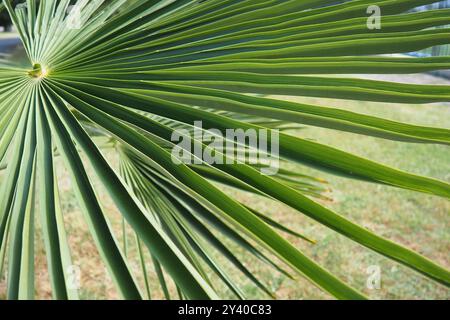 Les Arecaceae sont une famille de plantes vivaces à fleurs dans l'ordre des monocotylédones des Arecales. Washingtonia robusta, connu sous son nom commun comme fan mexicain Banque D'Images