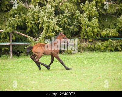 Portrair de mignon poulain vieux d'un jour sur la prairie verte dans la journée ensoleillée de printemps Banque D'Images