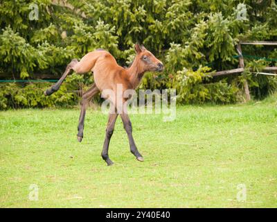 Portrair de mignon poulain vieux d'un jour sur la prairie verte dans la journée ensoleillée de printemps Banque D'Images