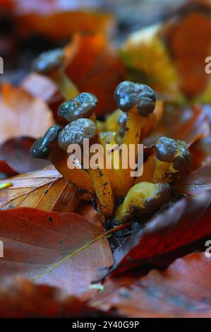 Champignons Leotiaceae poussant sur un sol forestier entouré de feuilles mortes. Forêt de Hamsterley, comté de Durham, Angleterre, Royaume-Uni. Banque D'Images