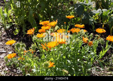 Pot Marigold fleurs en fleur Calendula Officinalis poussant dans l'allotissement Banque D'Images