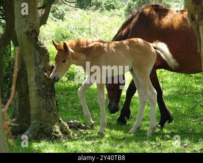 Poney poulain près de sa mère et sous un arbre ombragé un jour d'été dans la New Forest dans le Hampshire. ROYAUME-UNI Banque D'Images