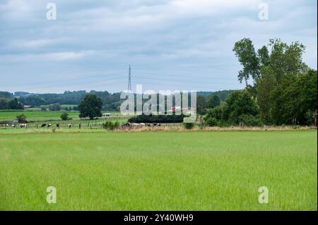 Champs agricoles verts et prairies dans la campagne flamande autour de Kumtich, Tienen, Belgique Banque D'Images