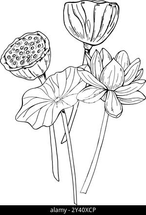 Fleurs de Lotus avec tête de graine peinte par des encres noires. Illustration isolée de vecteur de lis aquatique tropical. Vecteur de fleur exotique oriental botanique Illustration de Vecteur