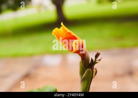 Canna Lily ou Canna Lily est le seul genre de plantes à fleurs de la famille des Cannaceae, composé des 10 espèces. Tous sont natifs aux sujets américains Banque D'Images