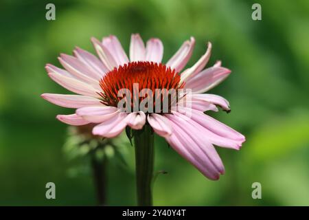 Gros plan d'un coneflower rose en pleine floraison Banque D'Images