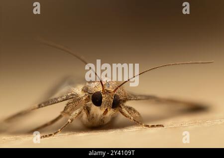 Gros plan Macro photographie d'une beauté naturelle de papillon de nuit capturée de près Banque D'Images