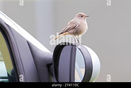 Phoenicurus ochruros aka femelle rouge noir perché sur la voiture. Banque D'Images