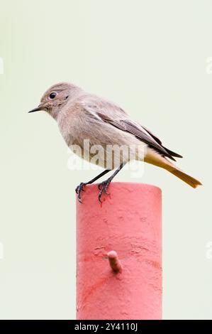 Phoenicurus ochruros aka femelle rouge noir perché sur le jardin. Oiseau commun en république tchèque. Banque D'Images