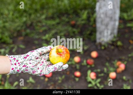 un homme en gants de jardinage tient une pomme mûre dans sa main. Banque D'Images