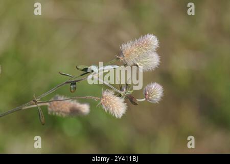 Gros plan fleurs de Trifolium arvense, (trèfle pied de lièvre, trèfle pied de lapin, trèfle de pierre, trèfle d'oldfield), avec des poils blancs soyeux. Famille Fabaceae Banque D'Images
