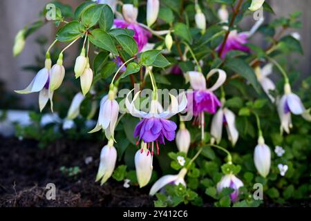 Fuchsia 'Delta's Sara' fuchsia rustique ( syn deltas Sarah ) Banque D'Images