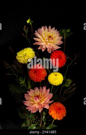 arrangement frappant de dahlias colorés, y compris des teintes rose, jaune et orange, sur un fond noir foncé. Les couleurs vives et naturelles f Banque D'Images