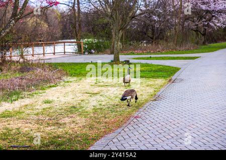 Belle vue de deux oies marchant sur la zone herbeuse à côté du chemin pavé dans le parc avec des arbres et petit pont en arrière-plan. Banque D'Images
