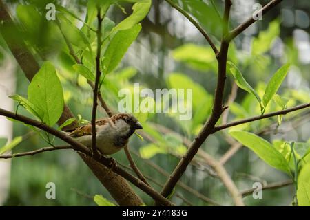 Oiseaux du Bangladesh. Un moineau est assis sur un arbre près de la fenêtre à la recherche de nourriture. Banque D'Images