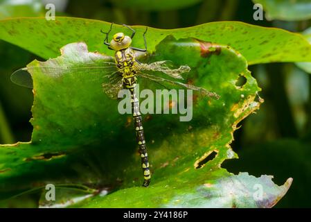 Femelle nouvellement émergée libellule faucheuse du Sud (Aeshna cyanea) avec des ailes déformées sur une feuille de lis dans un étang dans le sud de l'Angleterre Banque D'Images