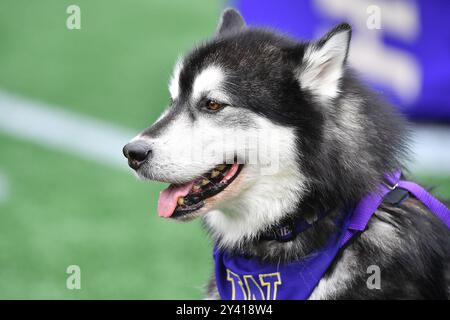 Seattle, WA, États-Unis. 14 septembre 2024. La mascotte Dubs des Husky de Washington pendant le match de football de la NCAA entre les Huskies de Washington et les Cougars de l'État de Washington à Seattle, WA. L'État de Washington a battu Washington 24-19. Steve Faber/CSM/Alamy Live News Banque D'Images