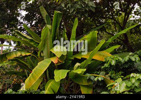 Feuillage vert luxuriant avec de grandes feuilles de bananier et des plantes tropicales denses, créant une atmosphère de jungle vibrante. Banque D'Images