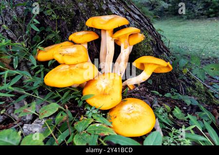 Jack-O'Lantern Mushroom (Omphalotus illudens) - Brevard, Caroline du Nord, États-Unis Banque D'Images