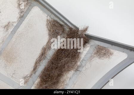 Piège de lien de sèche-linge plein de poils d'animaux. Lavage de la literie pour animaux de compagnie, soin pour animaux de compagnie et concept d'entretien du sèche-linge. Banque D'Images